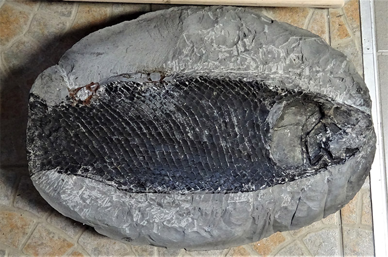 180 Millionen Jahre alt! Versteinerter Fisch ist jetzt im GeoSystemErde-Bildungsraum zuhause.